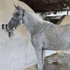 النوع   فرس مصريه بيور