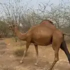 ناقه