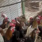 دياكه عرابي صحه ونظافه ماشاءالله البيع جمله الحبه 25 العمار