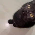 لقيتها مرميه قط بيت بلاك شيرازي للتبني للي يخاف فيه الله