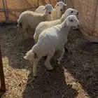 ذبايح طيبه ونضيفه وسعر طيب