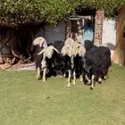 شياه نجد خصم مضاريع ودفيع على فحول خصم