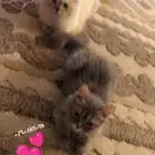الاثنين أنثى الصغيره شهرين و الكبيره ثلاثه شهور