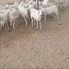 غنم مقاني بيشه