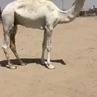 قعود حق رماني