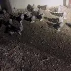حمام تركي
