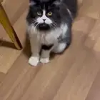 قطة للتبني عمرها سنة نظيفة الموقع ابها