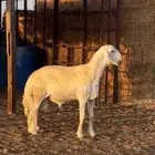 حري مشروع فحل