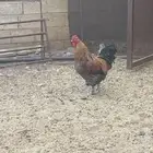 ديك وارانب للبيع