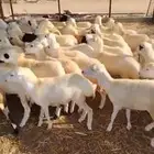 رخال رفيدي بلدي