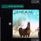 الفرس الصفرا الي تبعهه يتواصل معي