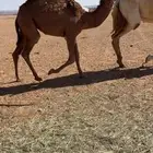 بكره قصب