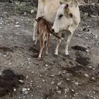 بقره عليها حسيل