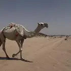 للبيع ناقه وضحى ضريبه