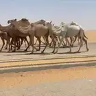 ابل كفو