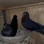 حمام قطيفي منتج للبيع