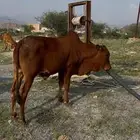 تبيع بلدي