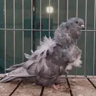 كشكش لافندر
