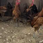 ديكه فيومي