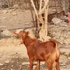 تيس جذع للبيع ذبيحه