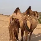 خلفات سواحل مصاغير(( تم البيع ))