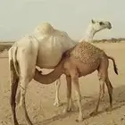 عشرا للبيع