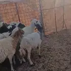 نعيم