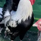 دجاج عربي ترثه . تخفيضات 35   . الجمعه البيضاء نهاية السنه