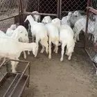 خرفان كفو للبيع