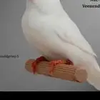 مطلوب انثي زيبرا