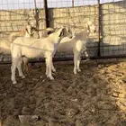 جفار منوه القناي