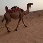 بكره سنه ثني القحاه لي 10 شهور رحول طبع وشرط سنه شقه جمله