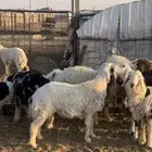 طليان للبيع