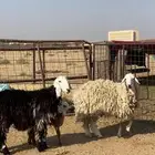 شياه ثنوات تحتهن رخال