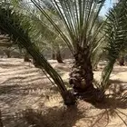 نخل للبيع