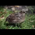 للبيع فري او سمان