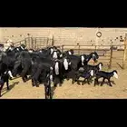 معزا عوارض مطافيل