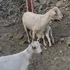 عنز معها توم يرضعون من اي عنز