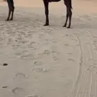 مفروده فرديه ابيها مخوف عمرها 6 شهور