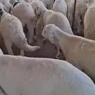 طليان سواكن مرابي اوزان عاليه