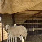 ثنية تحتها رخل