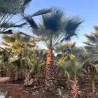 مطلوب نخل واشنطن