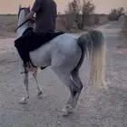حصان شعبي
