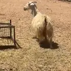 عنز مضرع لها حول 3 شهور