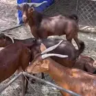 تيس ادهم العمر رباع اوسديس شرط الحمدلله