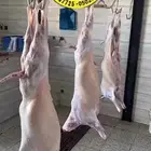 أبو ذيب للذبائح ( يتوفر سلخ وتوصيل ) ( يتوفر تمارا )