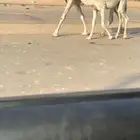 عشرا