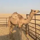 قعود للبيع
