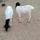 بربري فل شحم
