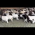 غنم نعيم مطافيل